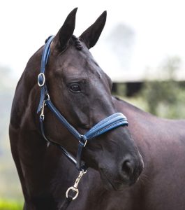 Otto Schumacher fineline leather headcollar boutique equines