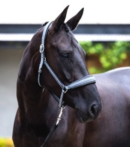 Otto Schumacher fineline leather headcollar boutique equines