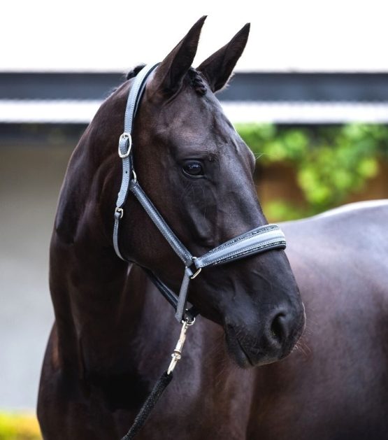 Otto Schumacher fineline leather headcollar boutique equines