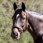 Otto Schumacher Fineline Brown Headcollar Boutique Equines