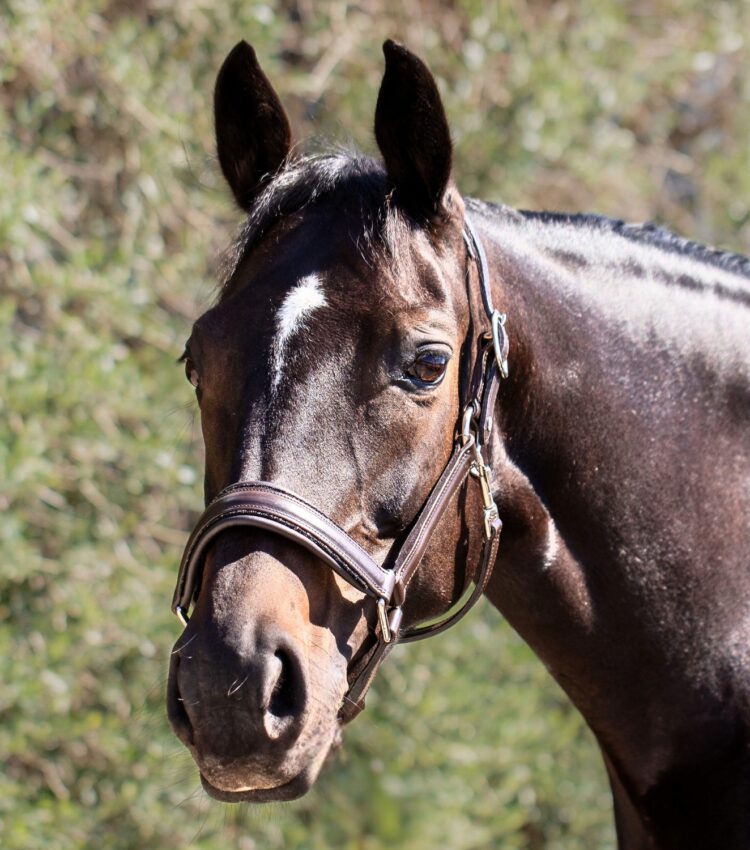Otto Schumacher Fineline Brown Headcollar Boutique Equines