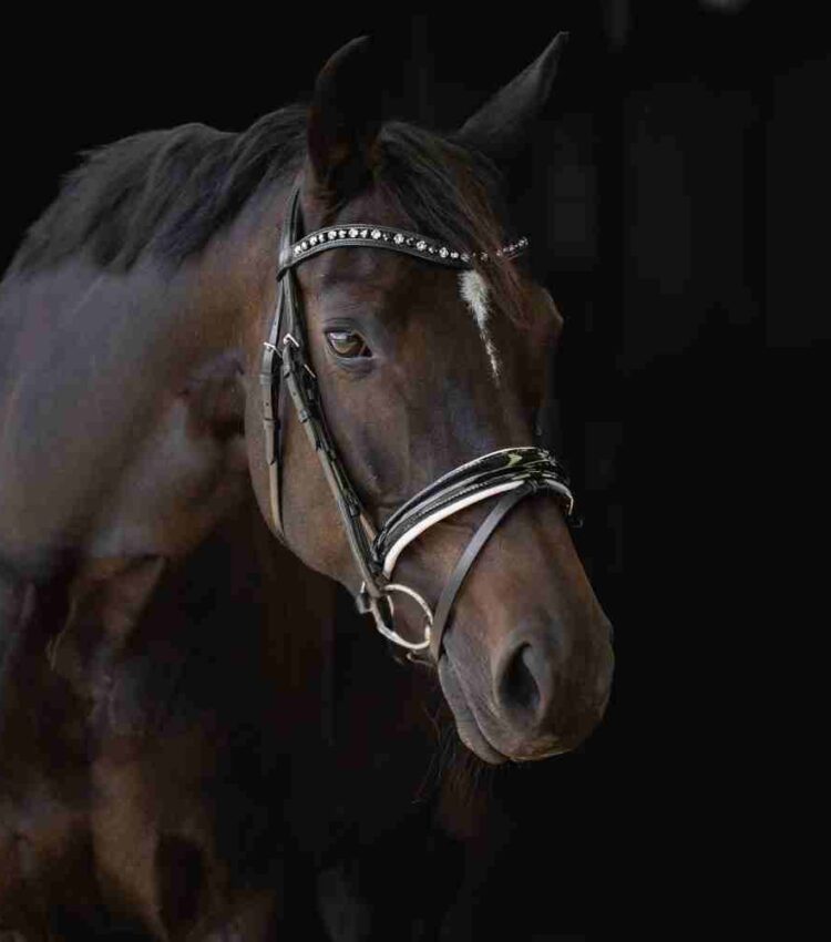 Otto Schumacher Black Line Patent Boutique Equines