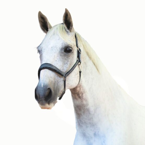 Otto Schumacher Fineline Swarovski Headcollar Boutique Equines 2