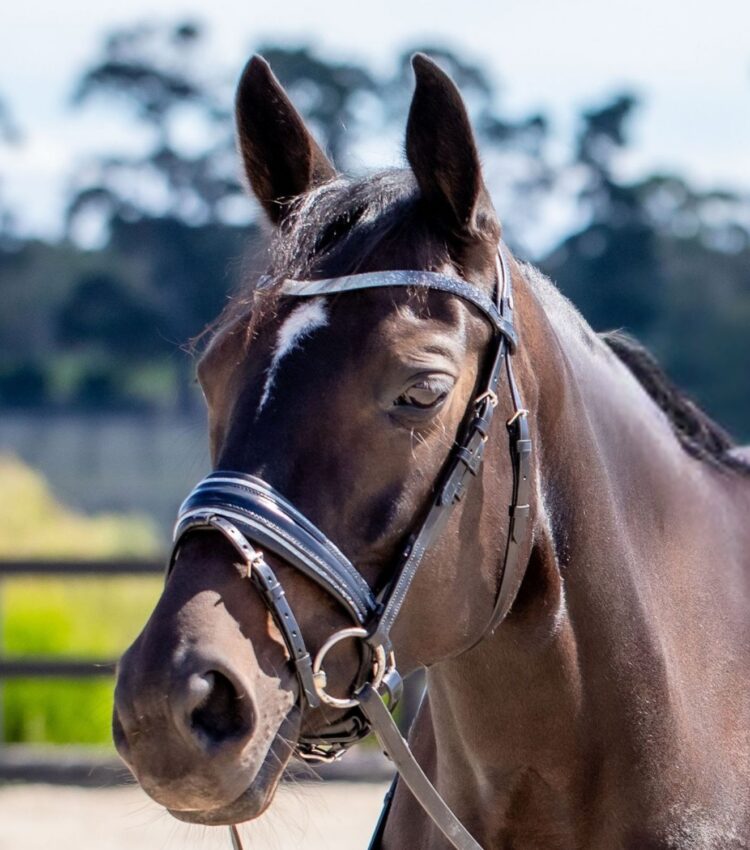 Otto Schumacher Fineline Shading Snaffle Boutique Equines